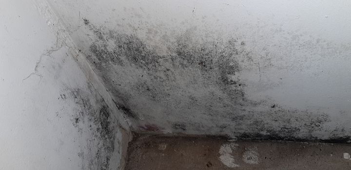Que faire en cas de moisissures dans un logement humide ?